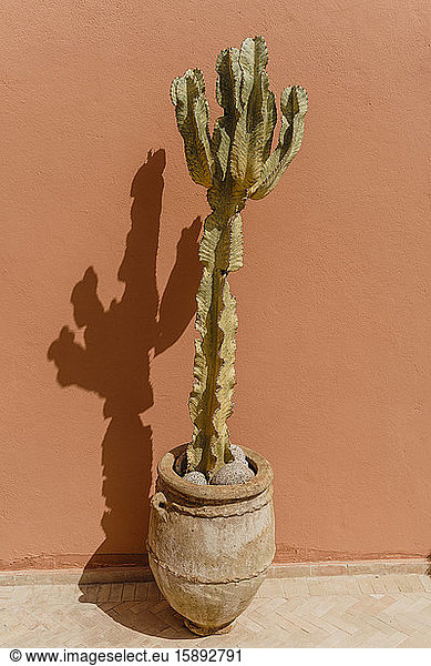 Morocco  Potted cactus standing in front of wall