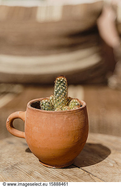Morocco  Small cactus planted in clay mug