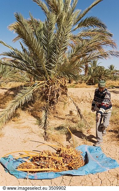 Morocco - The dates in the palmeries of Rissani in the Tafilalt usually are harvested from the date palms Phoenic dactylifera in October Southeast Morocco