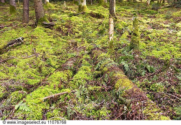 Morsche Baumstämme auf Waldboden  von Tamarisken-Thujanmoos (Thuidium tamariscinum) überwuchert  Voralpenland  Bayern  Deutschland  Europa