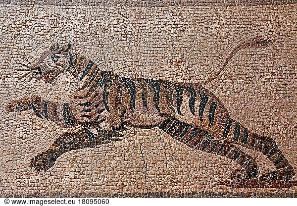 Mosaik Rennender Tiger  Pafos  Haus des Dionysos  die südliche Porticus  Raum 12  Archäologischer Park  Paphos  Republik Zypern