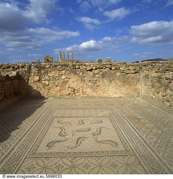 Mosaike aus dem 3. Jahrhundert römische Stadt von Volubilis  UNESCO Weltkulturerbe  Marokko  Nordafrika  Afrika