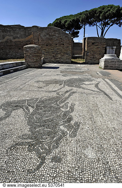Mosaiken in den Ruinen der Polizeikaserne Caserma dei Vigili im Ausgrabungsgelände Ostia Antica  antike Hafenstadt von Rom  Latium  Italien  Europa