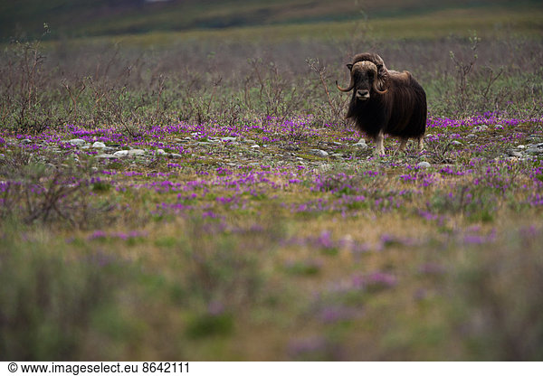 Moschusochse  Nationales arktisches Naturschutzgebiet  Alaska