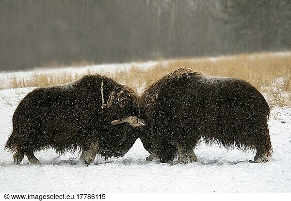 Moschusochsen (Ovibos moschatus)  Huftiere  Paarhufer  Säugetiere  Tiere  Musk Ox two adult males  fighting  in snow  Yukon  Canada