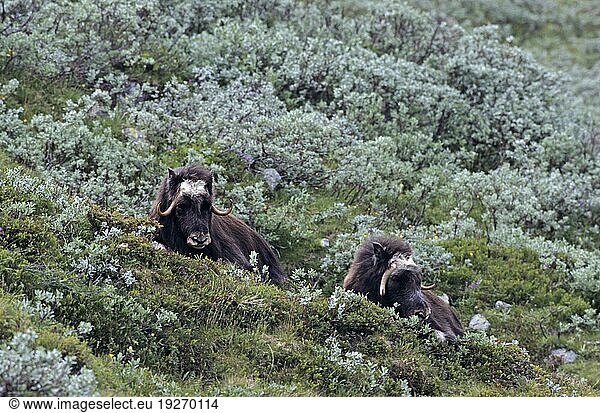 Moschusochsenkuehe (Ovibos moschatus) ruhen in der sommerlichen Tundra (Bisamochse) (Schafsochse)  Female Muskox resting in the summerly tundra (Musk Ox) (Musk-Ox)