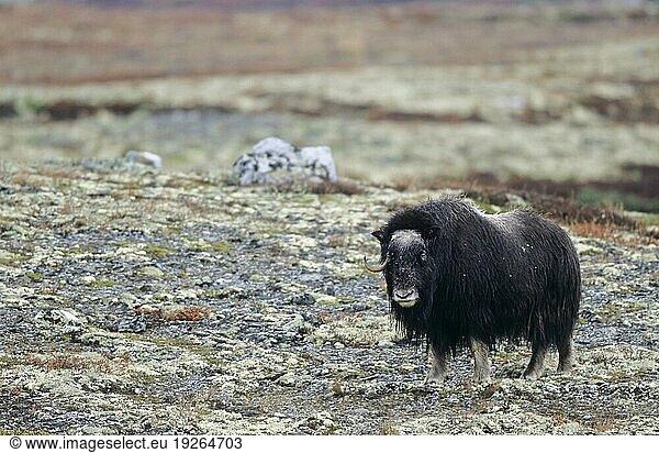 Moschusochsenkuh (Ovibos moschatus) in der herbstlich verfärbten Tundra (Bisamochse) (Schafsochse)  Female Muskox in the autumnally tundra (Musk Ox) (Musk-Ox)