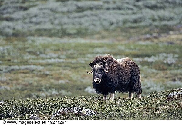 Moschusochsenkuh (Ovibos moschatus) in der sommerlichen Tundra (Bisamochse) (Schafsochse)  Female Muskox in the summerly tundra (Musk Ox) (Musk-Ox)