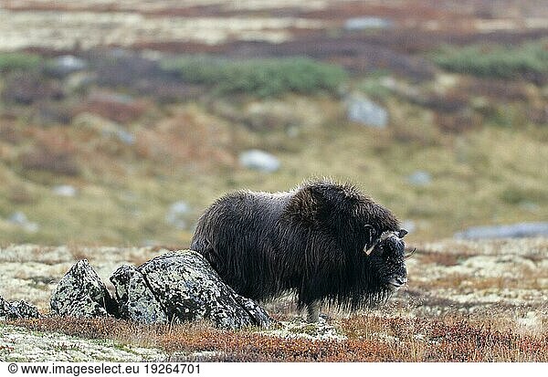 Moschusochsenkuh (Ovibos moschatus) kratzt sich an einem Felsen in der herbstlich verfärbten Tundra (Bisamochse) (Schafsochse)  Female Muskox scratching themselves on a rock in the autumnally tundra (Musk Ox) (Musk-Ox)