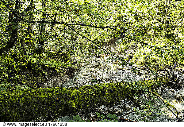 Moss covered fallen tree lying over small forest stream in Mieming Range