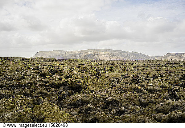 moss covered lava rocks in Eldrauhn  Iceland