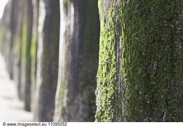 Moss covered on wooden posts on beach  Renesse  Schouwen-Duiveland  Zeeland  Netherlands