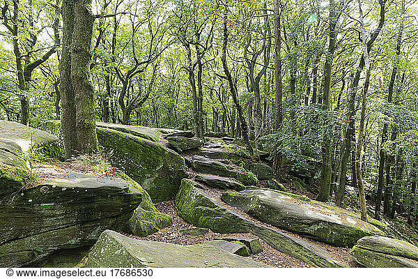 Moss covered rocks amidst trees in Palatinate Forest  Germany