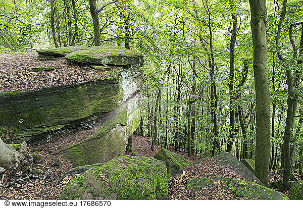 Moss covered rocks by trees in Palatinate Forest  Germany