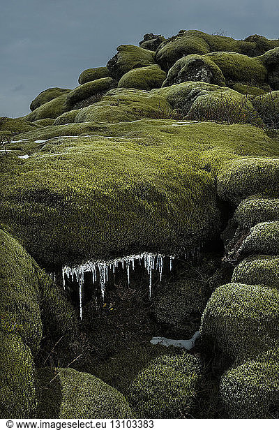 Moss covered rocks during winter