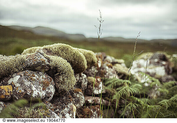 Moss covered rocks make old stone wall in Scotland