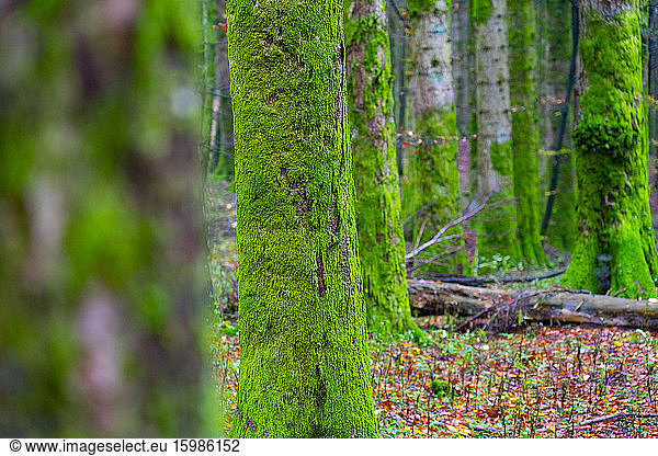 Moss covered tree trunks in forest during autumn