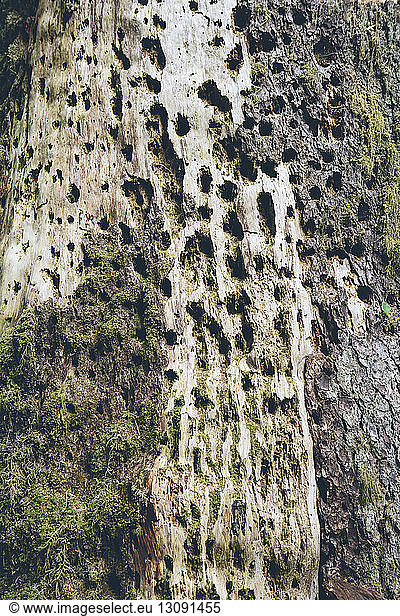Moss growing on tree trunk at forest