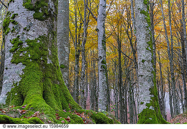 Moss on tree trunks in national park during autumn