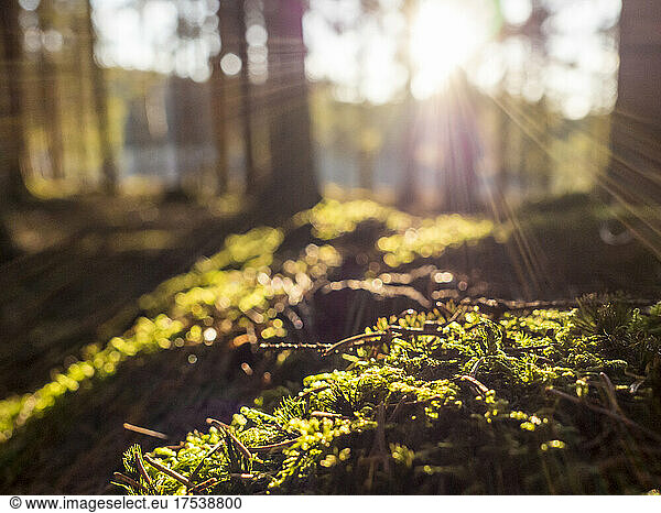 Mossy forest floor illuminated by setting sun