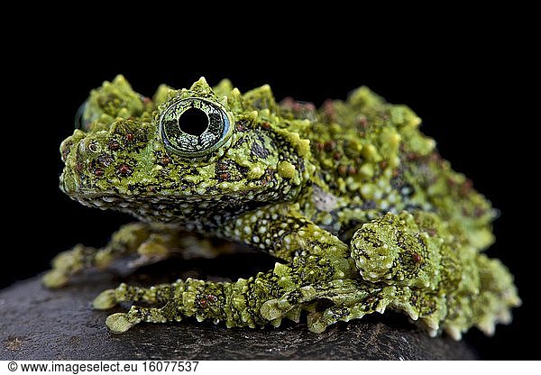 Mossy frog (Theloderma corticale)  Vietnam