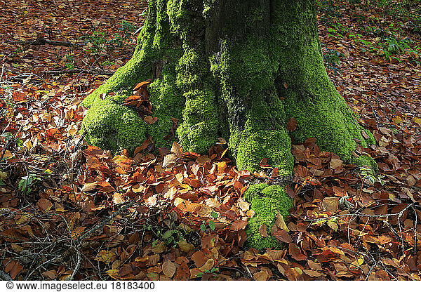 Mossy tree trunk surrounded by fallen leaves