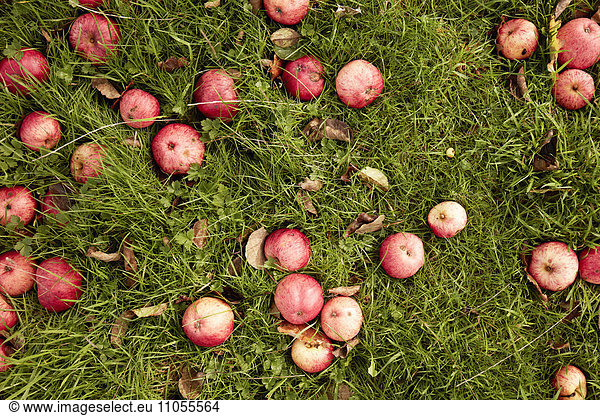 Mostäpfel auf dem Gras in einem Obstgarten.