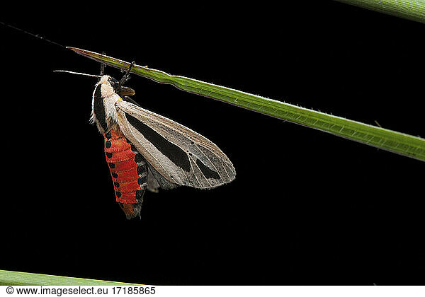 Moth (Creatonotos gangis)  Chini Lake  Malaisia