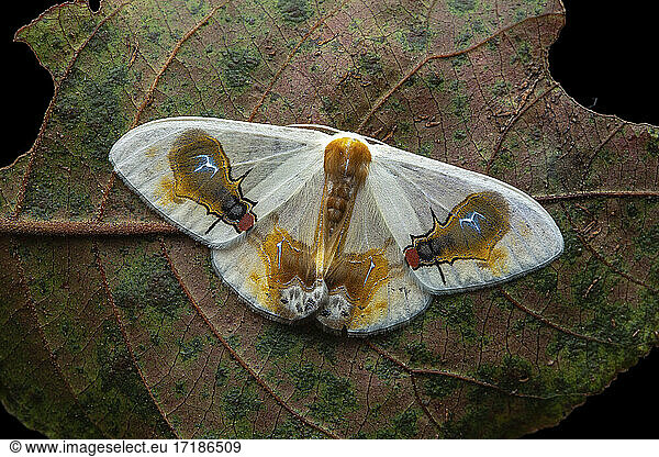 Moth (Macrocilix maia)  with false fly spots  Kinabalu NP  Borneo  Malaysia