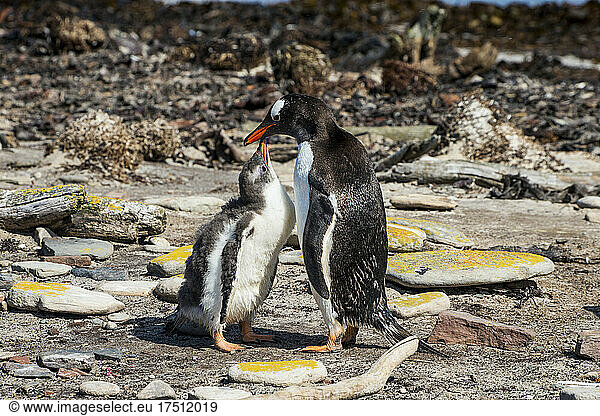 Mother and baby gentoo penguin (Pygoscelis papua) touching with beaks