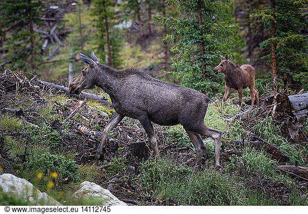 Mother and baby Moose - Alces alces