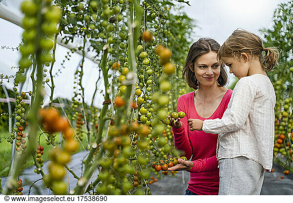 Mother and daughter picking tomatoes in vegetable garden
