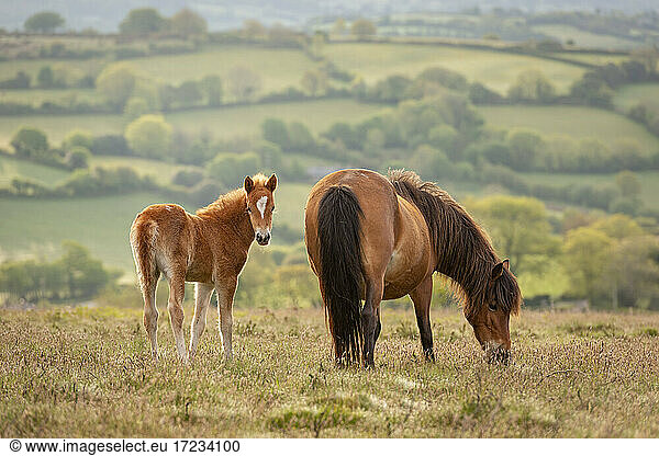 Mother and foal Dartmoor Ponies grazing on the moor  Dartmoor National Park  Devon  England  United Kingdom  Europe