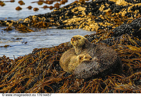 Mother and pup sea otters  Enhydra lutris  on a bed of kelp onshore in Kachemak Bay.