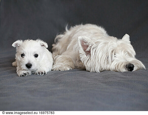 Mother and puppy West Highland White Terrier
