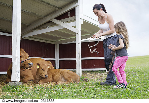 Mother with daughter (4-5) looking at cow with calf