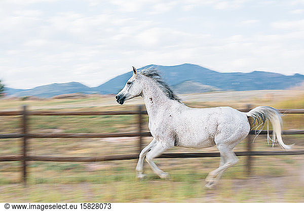 Motion blur horse running against fence with mountaints