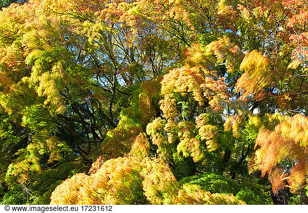 Motion blur on autumnal leaves on trees  England  United Kingdom