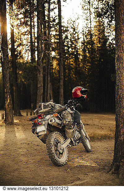 Motorcycle parked amidst forest