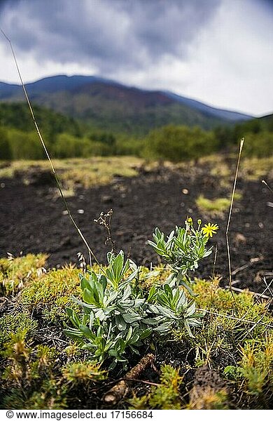 Mount Etna Volcano  flower growing on an old lava flow from a volcanic eruption  Sicily  UNESCO World Heritage Site  Italy  Europe. This is a photo of a flower growing on an old lava flow from a volcanic eruption at Mount Etna Volcano  Sicily  UNESCO World Heritage Site  Italy  Europe.
