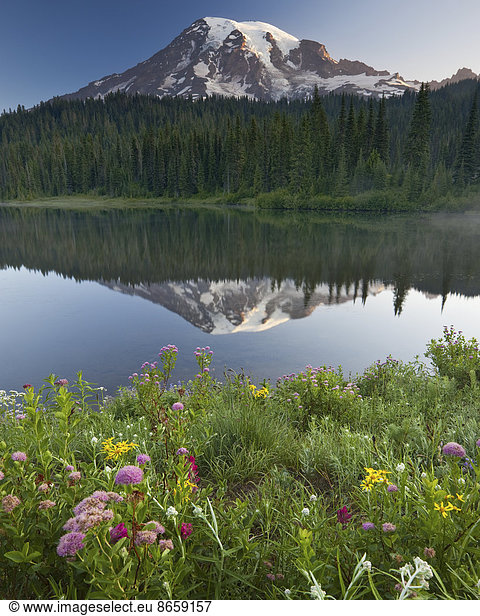 Mount Rainier  a snow capped peak  surrounded by forest reflected in the lake surface in the Mount Rainier National Park.