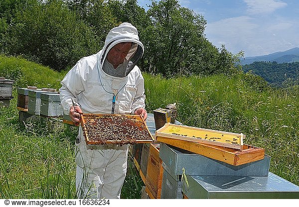 Mountain beekeeper controlling his colony of Buckfast bees  Lacarry  La Soule  Basque Country  France