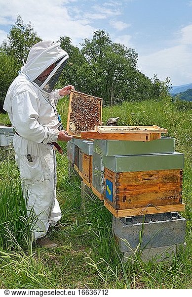 Mountain beekeeper during the weekly control of his apiary  Buckfast bees  Lacarry  La Soule  Basque Country  France
