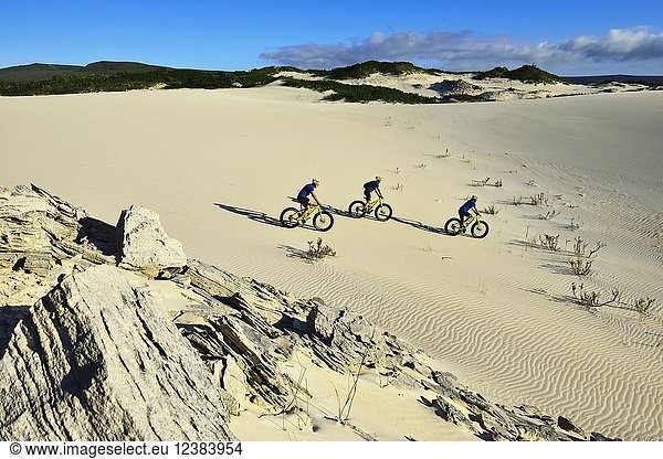 Mountain bikers on sand dunes  cycling tour with fat bikes at Die Plaat Beach  Nature Reserve  De Kelders  Gansbaai  Western Cape  South Africa  Africa