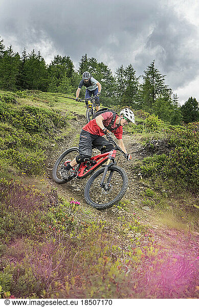 Mountain bikers riding down hill on forest path  Trentino-Alto Adige  Italy