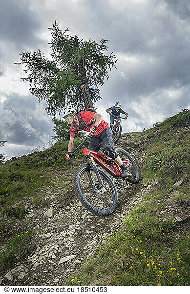 Mountain bikers riding down hill on forest path  Trentino-Alto Adige  Italy
