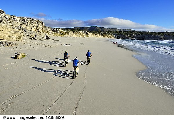 Mountain bikers with Fatbikes at the sandy beach  bike tour at Die Plaat Beach  Nature Reserve  De Kelders  Gansbaai  Western Cape  South Africa  Africa