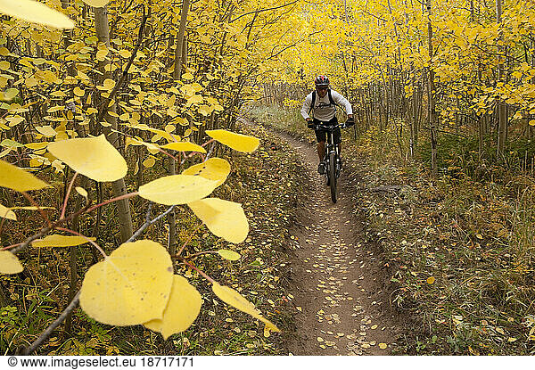 Mountain biking with single track and yellow leaves.