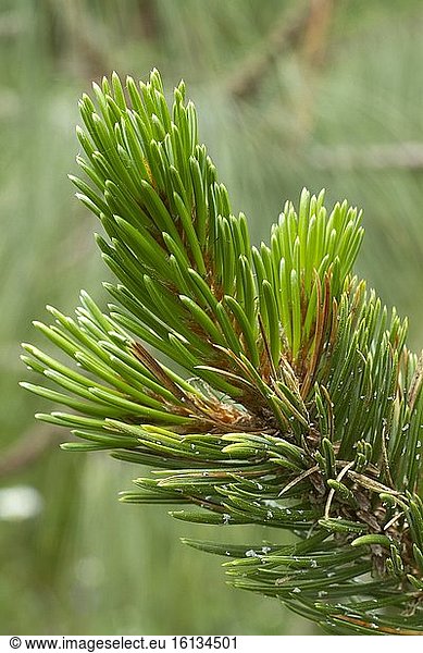 Mountain bristlecone pine (Pinus aristata)