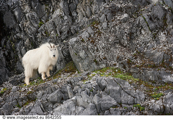 Mountain Goat  Glacier Bay National Park and Preserve  Alaska  USA